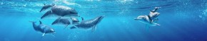 Кухонный фартук Фауна 053 Дельфины МДФ матовый (3000) Fauna в Тюмени - tumen.ok-mebel.com | фото 2