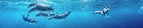Кухонный фартук Фауна 053 Дельфины МДФ матовый (3000) Fauna в Тюмени - tumen.ok-mebel.com | фото